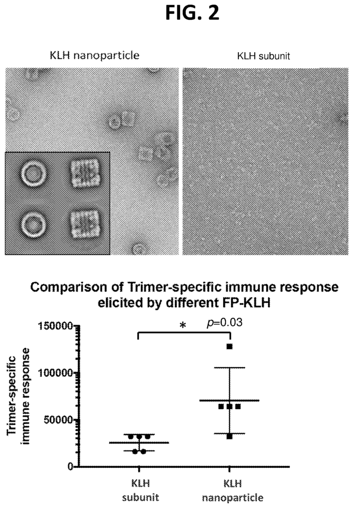 HIV-1 Env Fusion Peptide Nanoparticle Carrier Conjugates and their Use